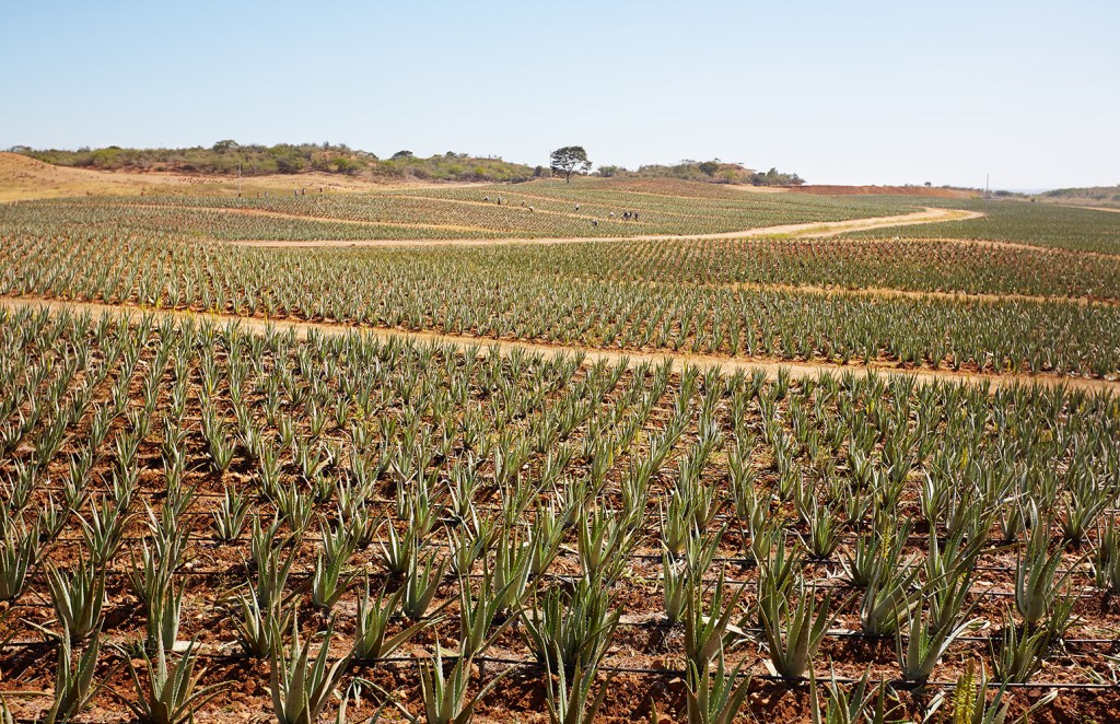 Защо да купувам алое от Форевър&nbsp;…